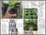 [thumbnail of Jual anak pokok sayur di talian.png]