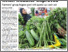 [thumbnail of Veg prices to stabilise when weather improves.png]